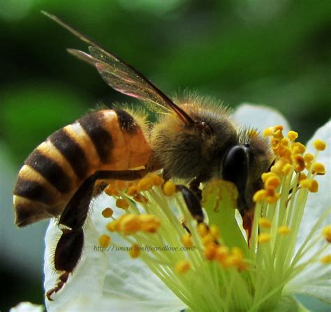 bee in the philippines